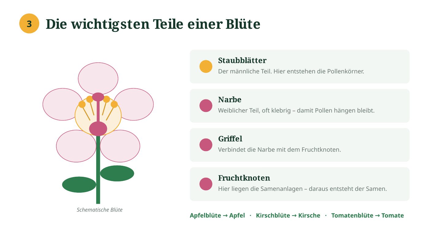 Visuelle Folie: schematische Blüte mit direkt beschrifteten Blütenteilen